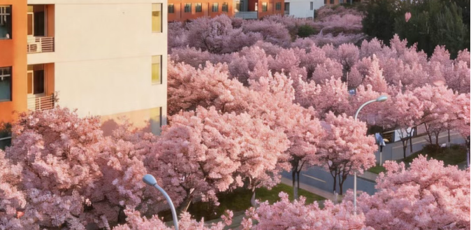 春满海棠园  情暖社区间
